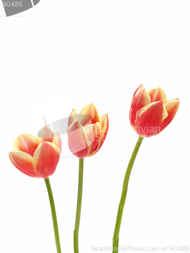 Image of tulips - tulipa gesneriana