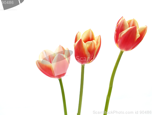 Image of tulips - tulipa gesneriana