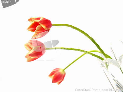 Image of tulips in vase