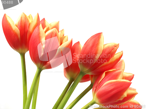 Image of tulips - tulipa gesneriana