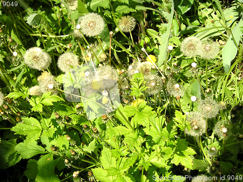 Image of dandelions