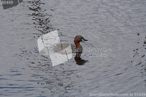 Image of Reflecting Duckling