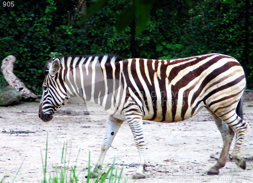 Image of The Zebra walk