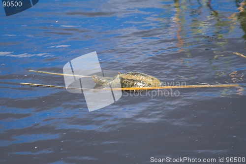 Image of Terrapin