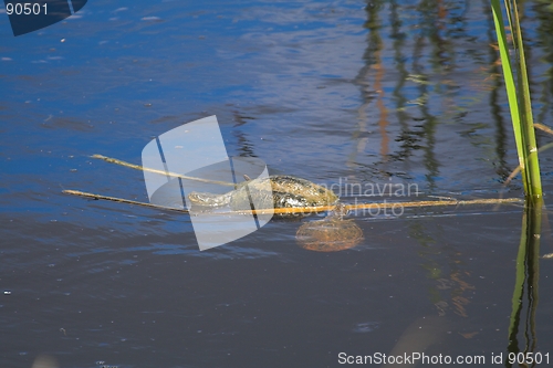 Image of Terrapin Pair