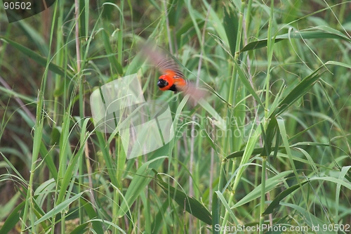 Image of Red Bishop