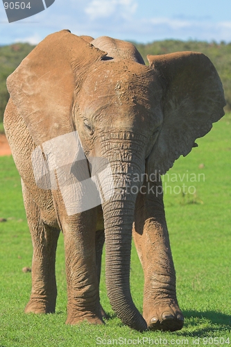 Image of African Elephant