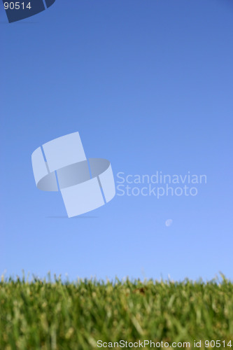 Image of Grass & Sky