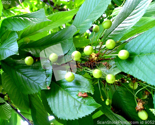 Image of not ripened cherries