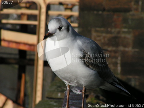 Image of Seagull