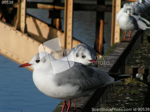 Image of Seagulls