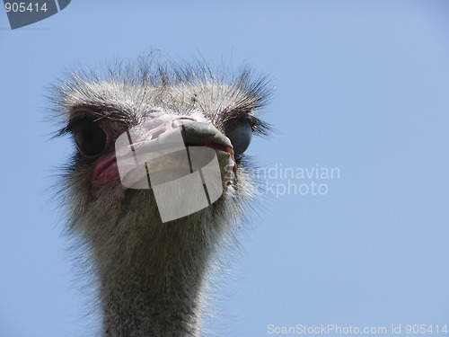 Image of Ostrich