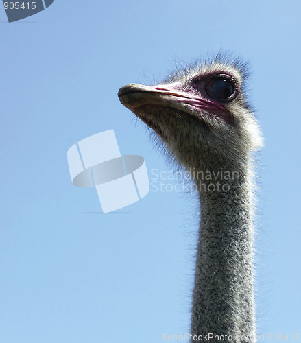 Image of Ostrich