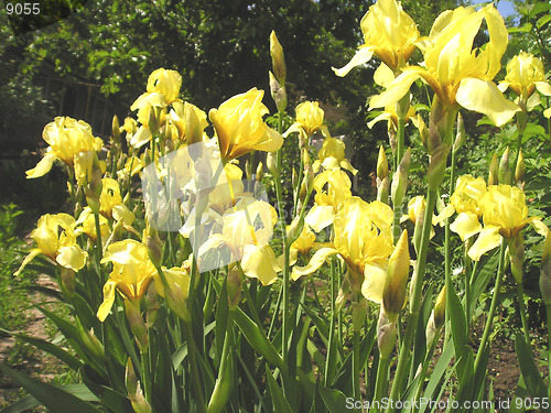 Image of yellow flowers