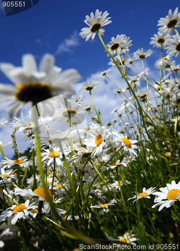 Image of Daisy and a blue sky