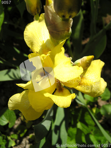 Image of NICE FLOWER