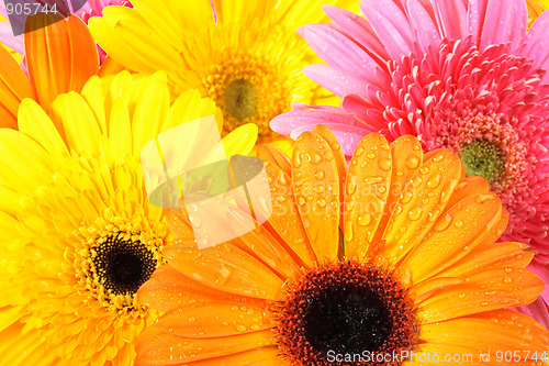 Image of background of pink and orange flowers