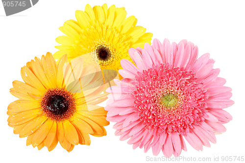 Image of Three flower with dew