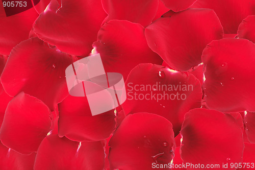 Image of Abstract background of red rose petals