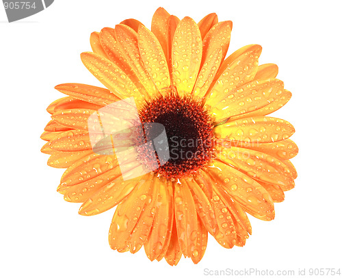 Image of One orange flower with dew