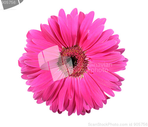 Image of One pink flower isolated on white background