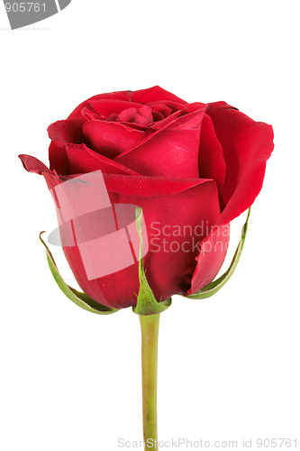 Image of One red rose
