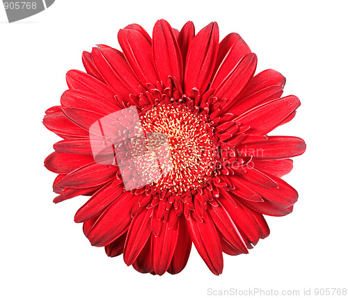 Image of One red flower
