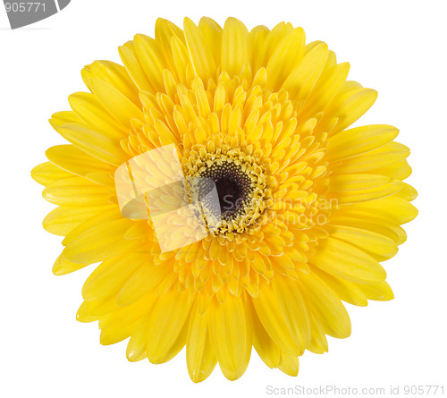Image of One yellow flower