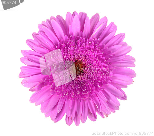 Image of One purple flower with dew