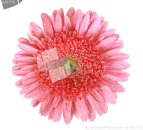 Image of One pink flower with dew