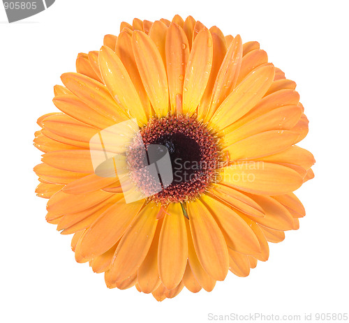 Image of One orange flower