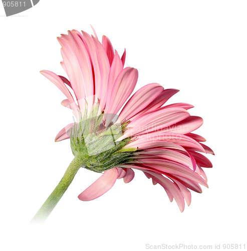 Image of Back-side of pink flower