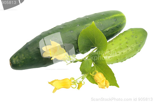 Image of Two fresh cucumbers