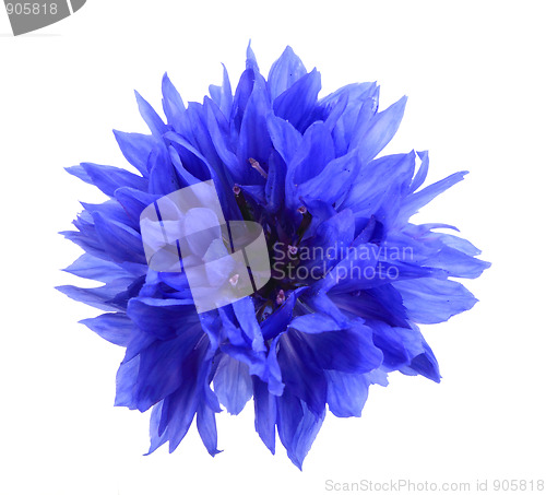 Image of One blue flower