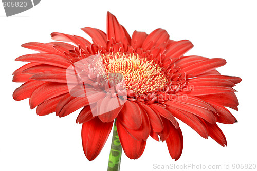 Image of One red flower