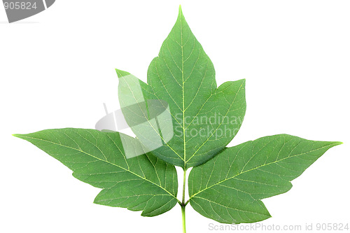 Image of One green leaf