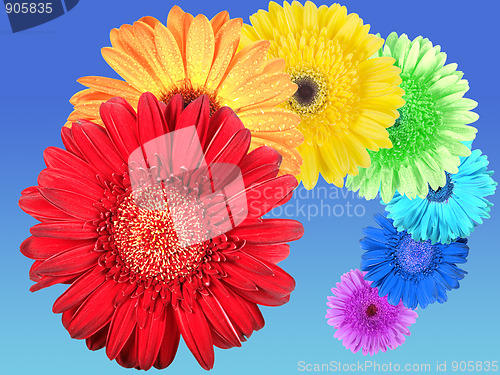 Image of Rainbow of flowers