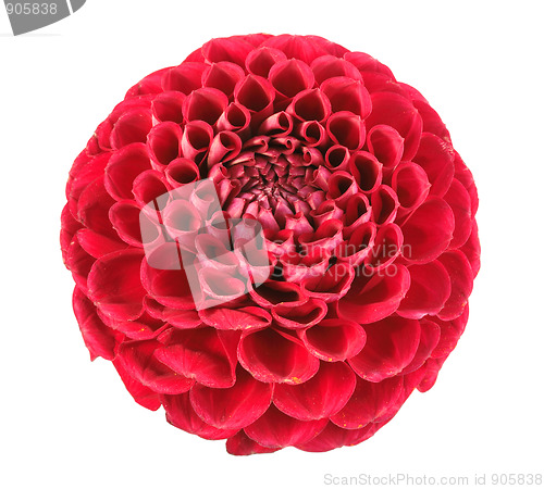 Image of One red flower