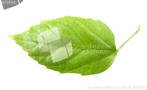 Image of One green leaf