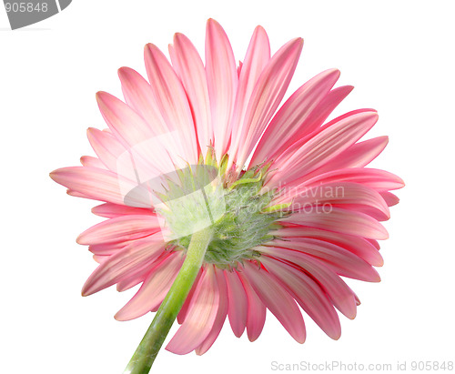 Image of Back-side of pink flower