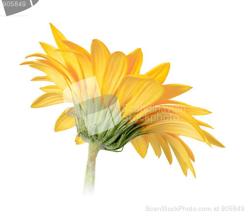 Image of Back-side of yellow flower