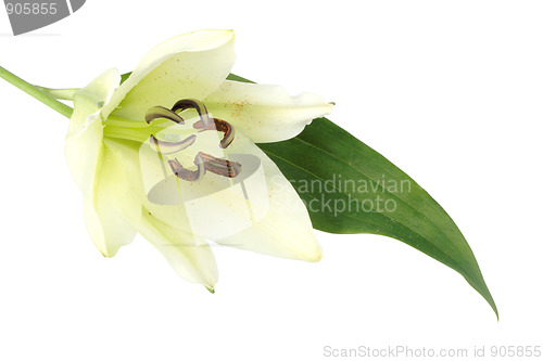 Image of One white flower with green leaf