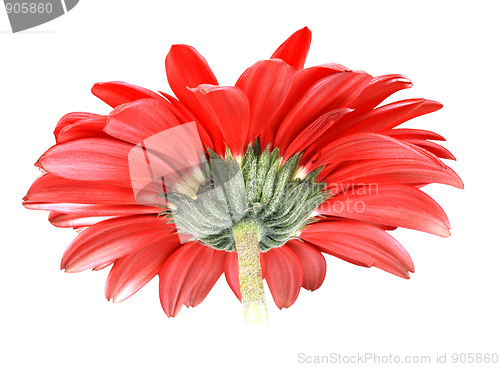 Image of Back-side of red flower