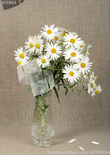 Image of Bouquet with white camomiles