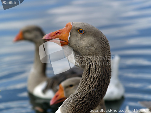 Image of Brown goose group ner water