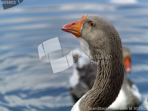 Image of Brown goose group ner water