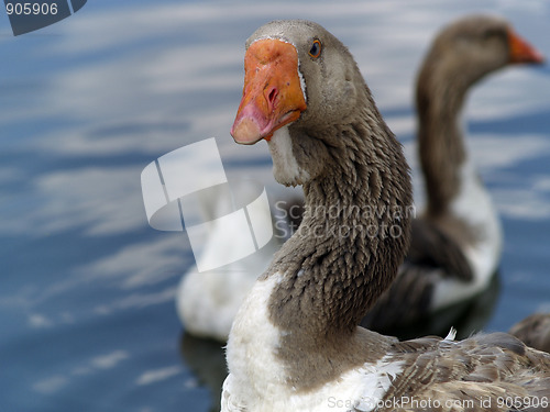 Image of Brown goose group ner water