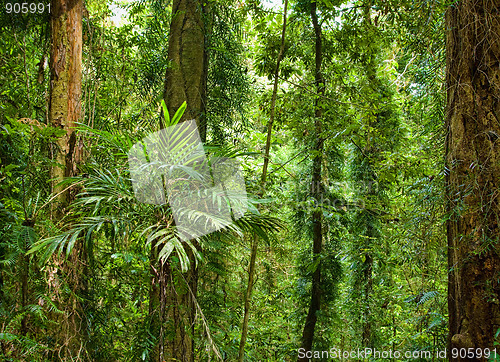 Image of beautiful plants trees in rain forest