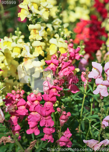 Image of beautiful snapdragon flowers