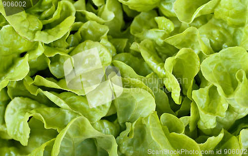 Image of lettuce background